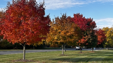 fall commercial property services fall trees hawthorne property services near syracuse ny