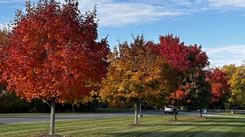 fall commercial property services near syracuse ny fall trees