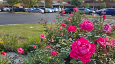 spring landscaping blog flowers in bed hawthorne property services near syracuse ny