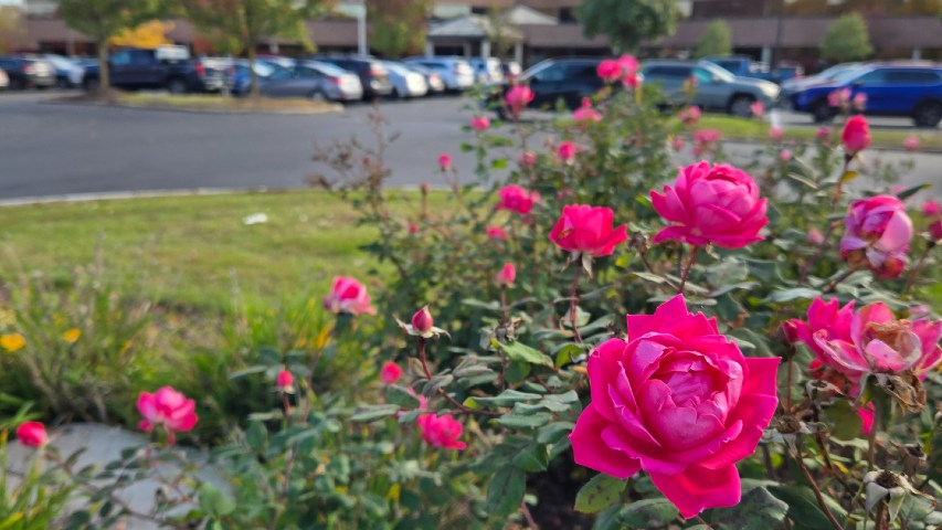 spring landscaping flowers hawthorne property services near syracuse ny